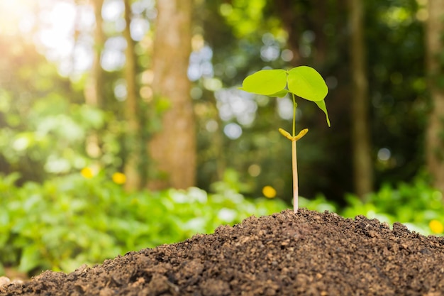 Uma pequena árvore plantando árvores com ternura