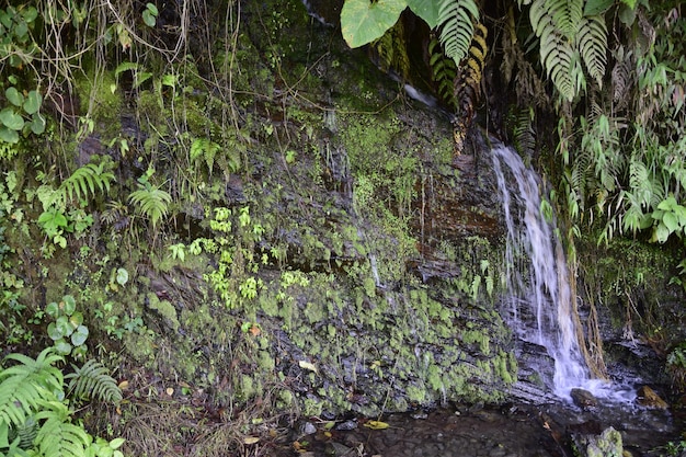 Uma pequena cachoeira na estrada da morte Camino de la Muerte Yungas North Road entre La Paz e Coroico Bolívia