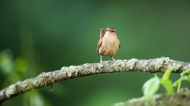 Uma pequena cambaxirra posando em um galho de líquen com a cauda para cima