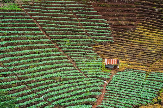 Uma pequena casa fica em um campo de plantas verdes.