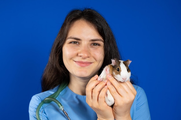 Uma pequena cobaia nas mãos de um veterinário em um fundo azul