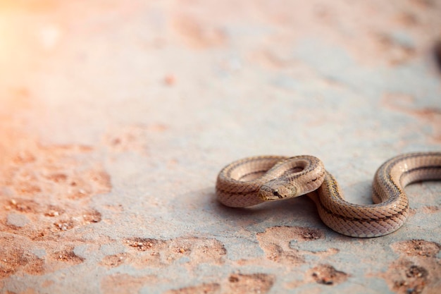 Uma pequena cobra no chão de cimento