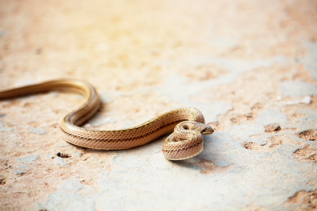 Uma pequena cobra no chão de cimento