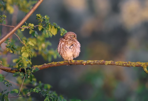 Uma pequena coruja adulta (Athene noctua) senta-se em um galho seco sob os raios de luz suave da manhã