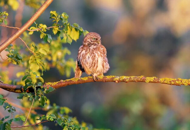 Uma pequena coruja adulta (Athene noctua) senta-se em um galho seco sob os raios de luz suave da manhã