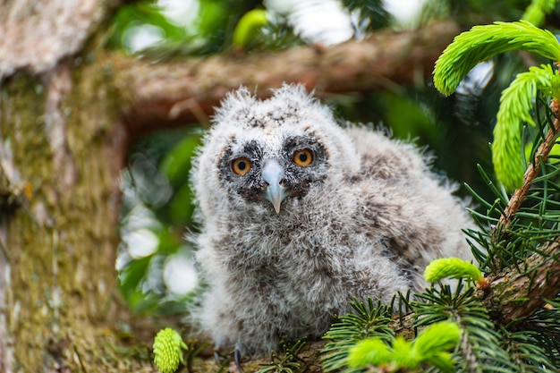 Uma pequena coruja de orelhas compridas senta-se em um galho de árvore na floresta Bebê coruja de orelhas compridas na madeira