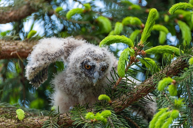 Uma pequena coruja de orelhas compridas senta-se em um galho de árvore na floresta bebê coruja de orelhas compridas na madeira