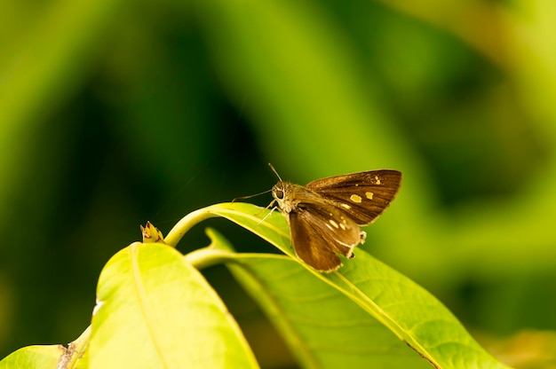 Uma pequena e linda borboleta em folhas verdes em foco raso