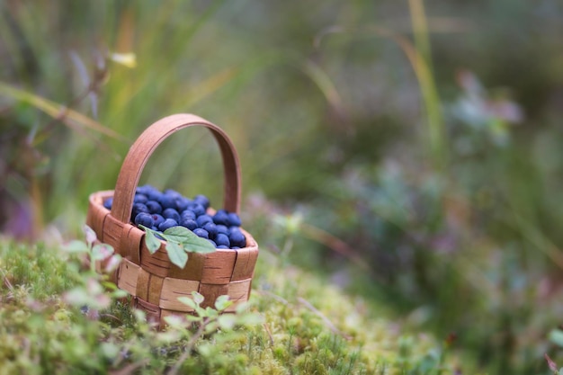 Uma pequena e linda cesta com mirtilos em pé sobre um musgo e cercado por grama e flores