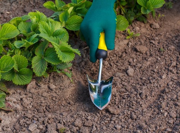 Uma pequena espátula de jardim na mão, vestida com uma luva verde, está cavando ou removendo a terra ao redor do arbusto de morango.