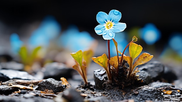 Foto uma pequena flor azul está crescendo no chão