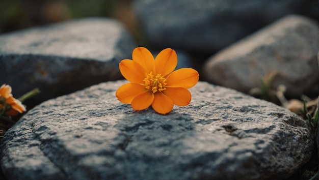 uma pequena flor laranja sentada no topo de uma pedra