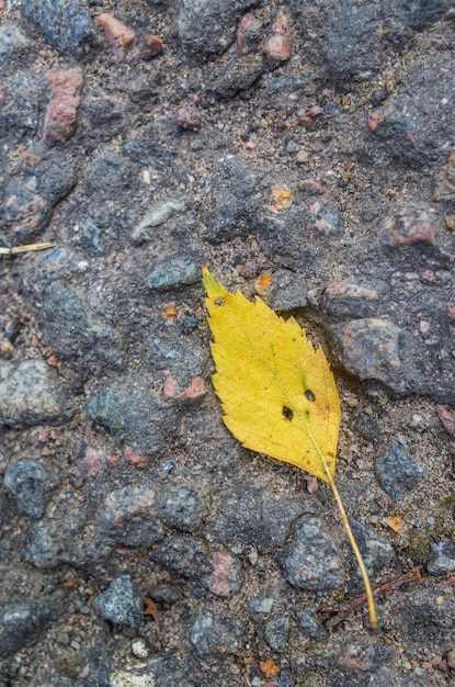 Uma pequena folha amarela de outono com olhos parecidos com uma cabeça humana está no pavimento O conceito de imaginação