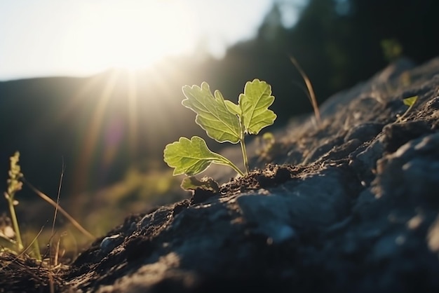 Uma pequena folha verde cresce ao sol