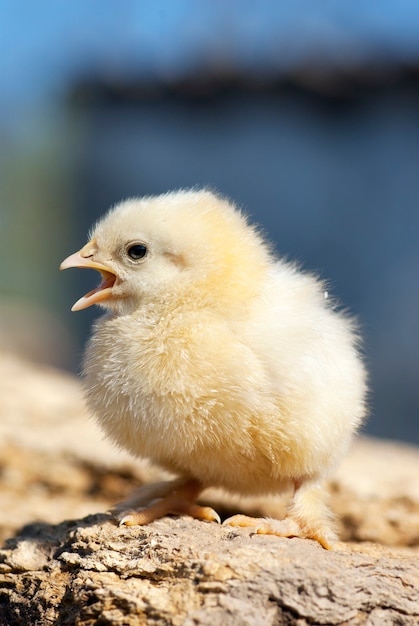 Uma pequena galinha com o bico aberto.