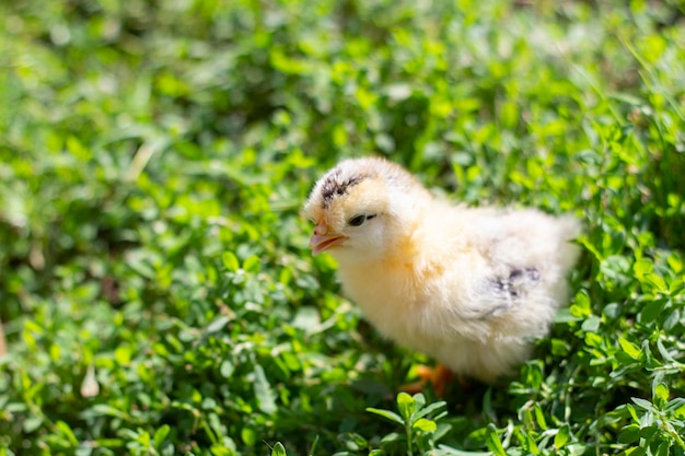 Uma pequena galinha fofa na grama verde