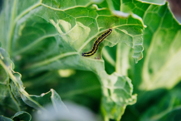 Uma pequena lagarta listrada senta-se em uma folha de repolho. Praga de inseto. Vegetal verde.