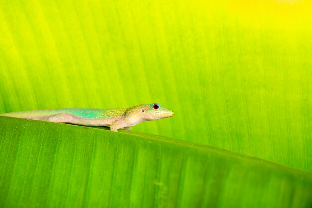 Uma pequena lagartixa laticauda escalando folha verde
