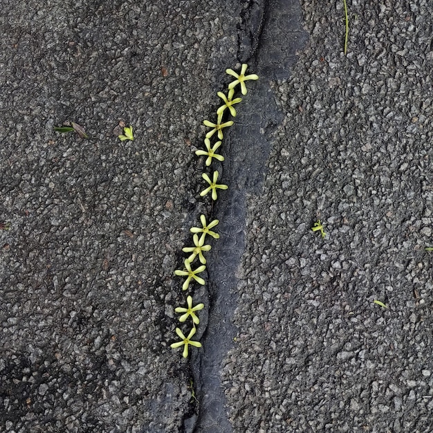 Uma pequena linha de flores no meio de uma estrada