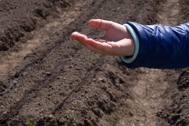 Foto uma pequena mão segura sementes no fundo de uma terra arada e preparada para o plantio