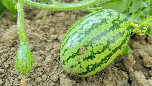 Uma pequena melancia de amadurecimento em uma estufa de verão