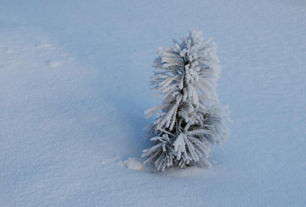 Uma pequena muda de cedro siberiano em uma manhã fria de neve. Sibéria Ocidental. Rússia