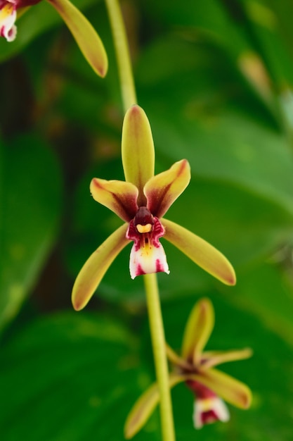 Uma pequena orquídea crescendo a partir de um caule verde frondoso.