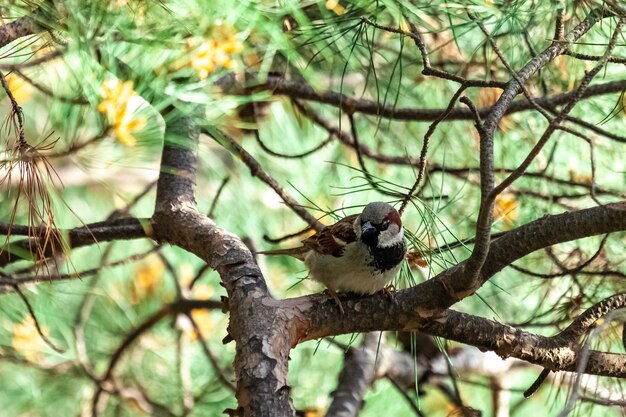 Uma pequena pardal descansando na ramificação cheia de agulha de pinheiro no parque