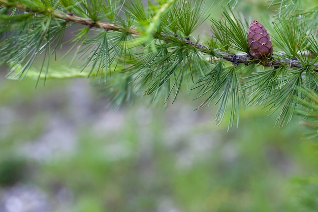 Uma pequena pinha crescendo em uma árvore na floresta