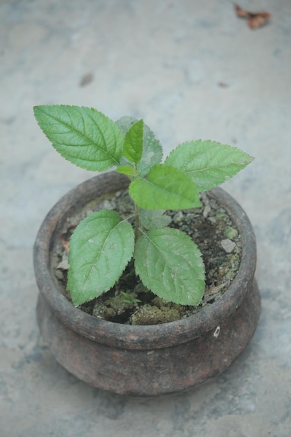 Uma pequena planta com folhas verdes está em uma panela sobre uma superfície de concreto.