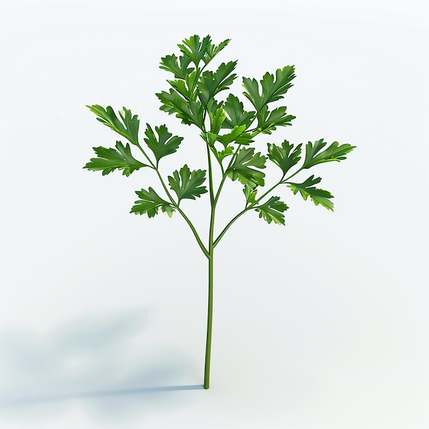 Foto uma pequena planta com folhas verdes que está em um fundo branco