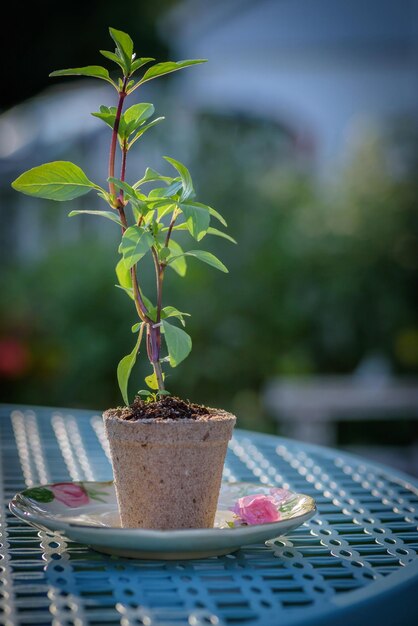 Uma pequena planta em um vaso em um prato com uma flor rosa.