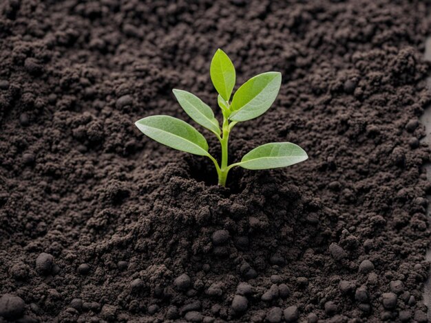 Foto uma pequena planta está crescendo no solo