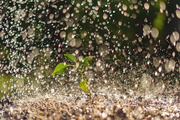 Uma pequena planta jovem brota sob a chuva forte e forte