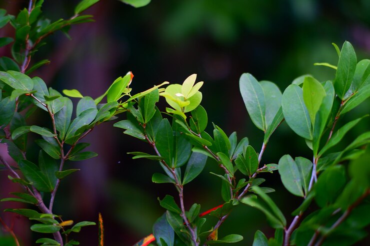 Foto uma pequena planta verde com uma flor branca