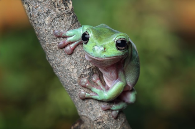 Uma perereca verde senta-se em um galho.