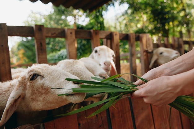 Uma pessoa alimentando uma ovelha com uma planta verde sobre uma cerca de madeira na frente de uma pessoa alimentando um ovelha