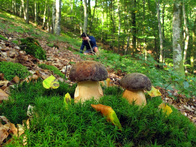 Uma pessoa coleta Boletus edulis, um dos melhores cogumelos comestíveis