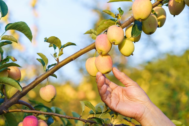 uma pessoa colhendo maçãs de uma árvore em um jardim