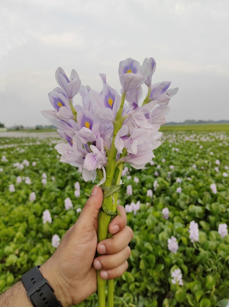 Uma pessoa está segurando um ramo de flores em um campo.