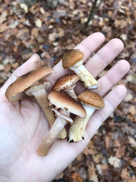 Foto uma pessoa segura um monte de cogumelos na mão.