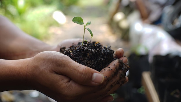 Foto uma pessoa segura uma planta em suas mãos.