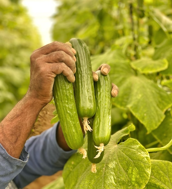 Uma pessoa segurando pepinos em suas mãos, a outra mão está segurando um pepino.