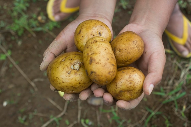 Uma pessoa segurando um monte de batatas