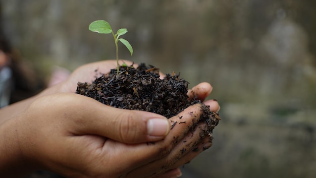 Uma pessoa segurando um solo com uma planta em suas mãos