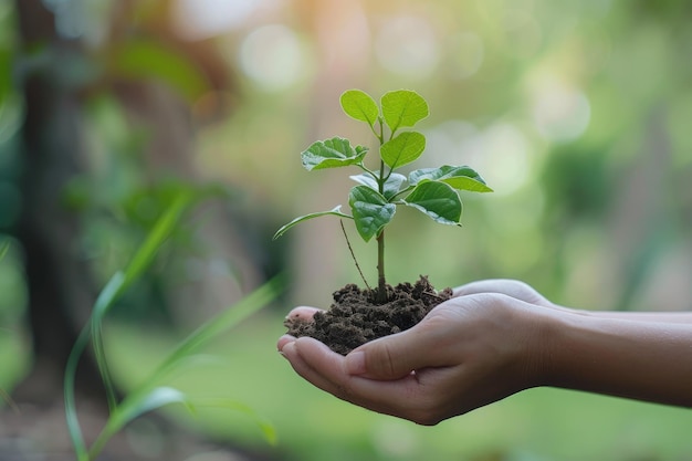 Uma pessoa segurando uma pequena planta na mão