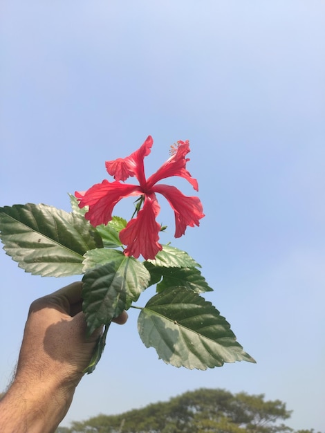 Uma pessoa segurando uma planta com a flor vermelha