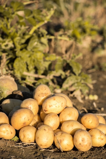 Uma pilha de batatas em um campo com fundo verde