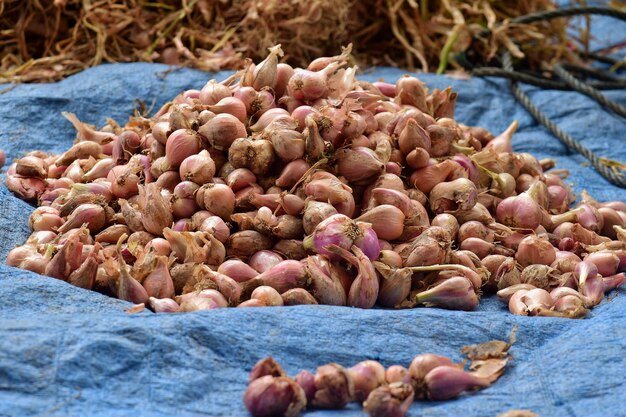 Foto uma pilha de cebolas vermelhas em uma tenda de plástico azul com a cebola seca no fundo