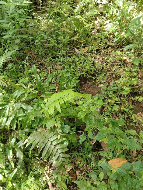 Uma pilha de ervas daninhas no solo